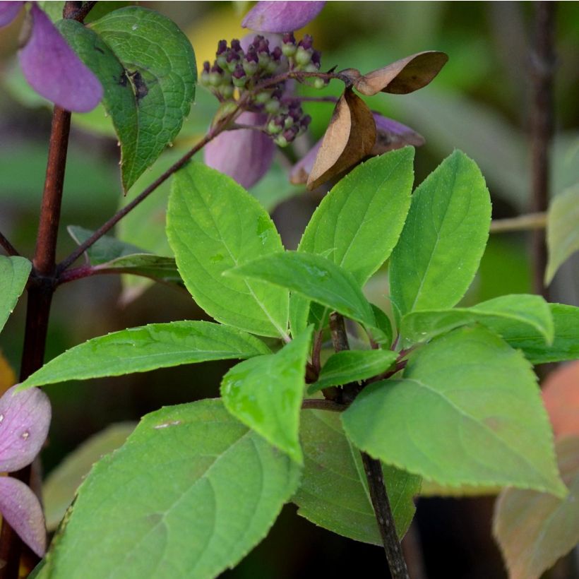 Syyshortensia Little Lime (Lehvistö)