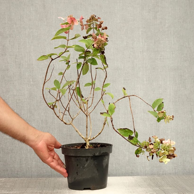 Esimerkki kesällä toimitetusta Hydrangea paniculata Mega Mindy - Hortensia paniculé Pot de 2L/3L-taimesta