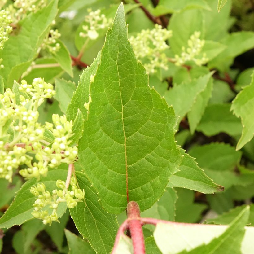Syyshortensia Pinkachu (Lehvistö)