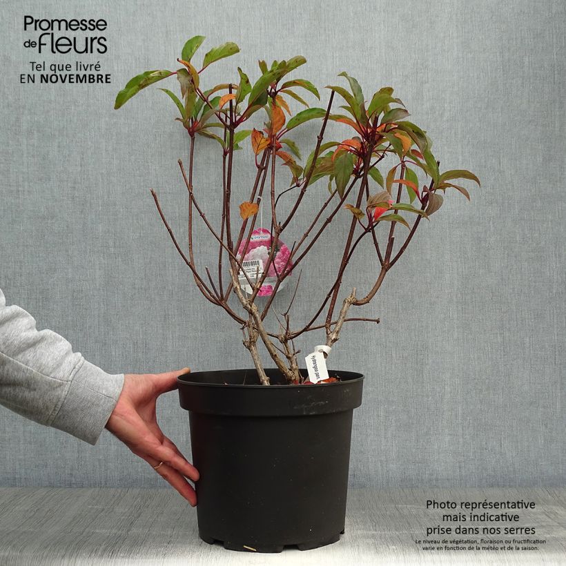 Esimerkki syksyllä toimitetusta Syyshortensia Vanille Fraise 7,5 litran / 10 litran ruukku-taimesta