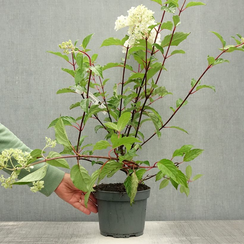 Esimerkki kesällä toimitetusta Syyshortensia Vanille Fraise 2 litran/3 litran ruukku-taimesta