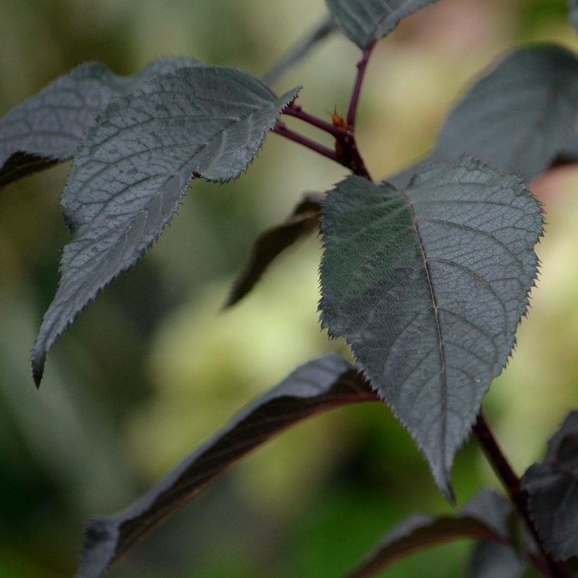 Syyshortensia White Diamonds (Lehvistö)
