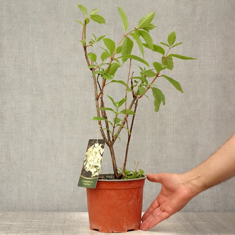 Esimerkki kesällä toimitetusta Hortensia - Hydrangea paniculata White Moth Pot de 2L/3L-taimesta