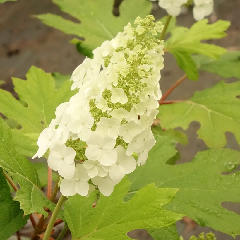 Tammihortensia Applause (Kukinta)