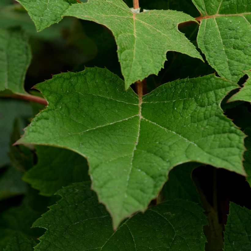 Tammihortensia Harmony (Lehvistö)