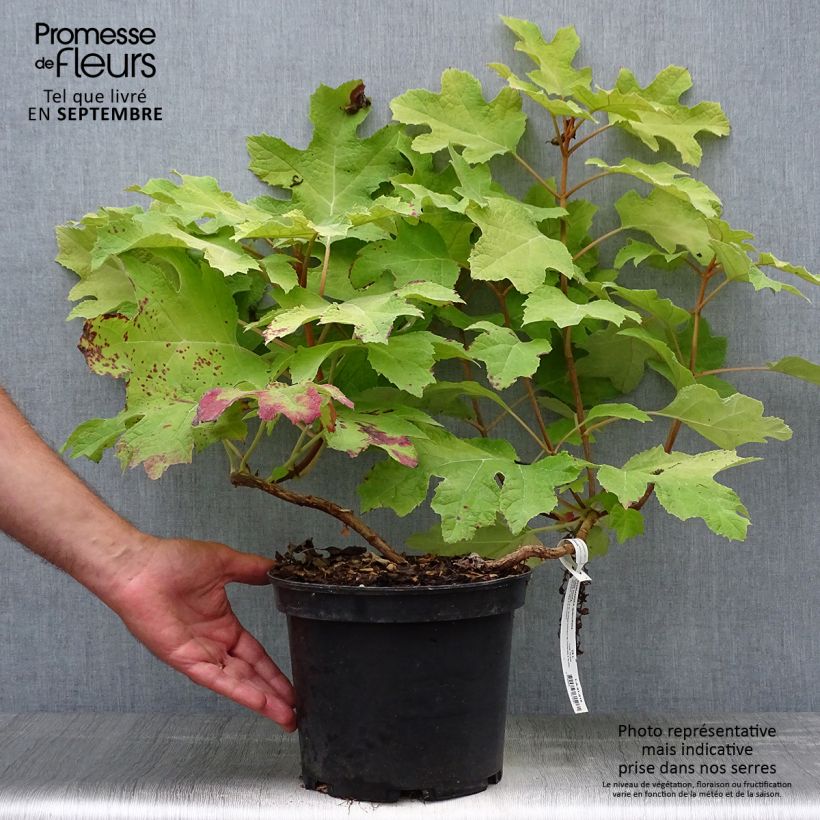 Esimerkki syksyllä toimitetusta Tammihortensia Little Honey 4 litran/5 litran ruukku-taimesta
