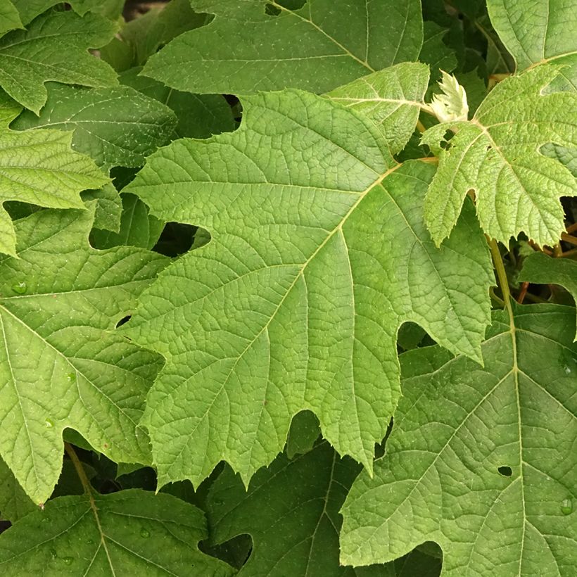 Tammihortensia Snowflake (Lehvistö)
