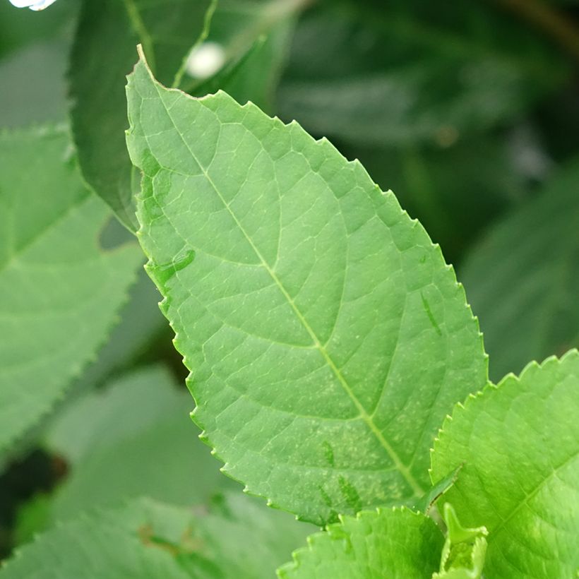 Jalohortensia Renaissance (Lehvistö)