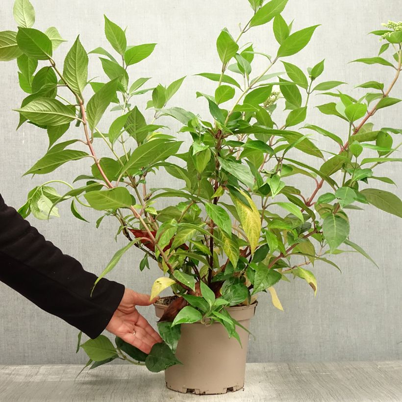Esimerkki syksyllä toimitetusta Jalohortensia Renaissance 4 litran/5 litran ruukku-taimesta