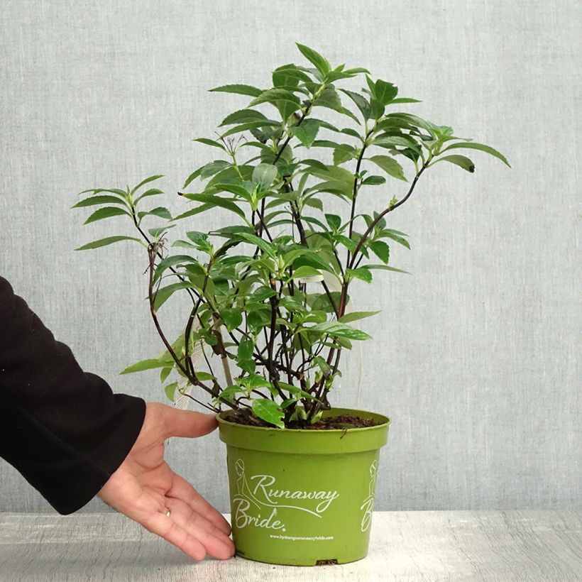 Esimerkki syksyllä toimitetusta Jalohortensia Runaway Bride 'Snow 1,5 litran / 2 litran kannu-taimesta