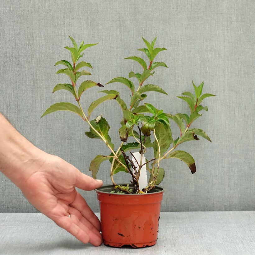 Esimerkki kesällä toimitetusta Köynnöshortensia First Love 12 cm / 13 cm ruukku-taimesta