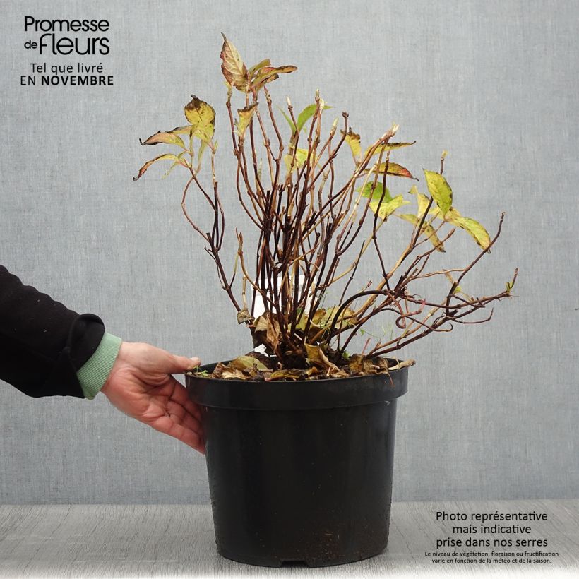 Esimerkki syksyllä toimitetusta Safiirihortensia Avelroz 7,5 litran / 10 litran ruukku-taimesta