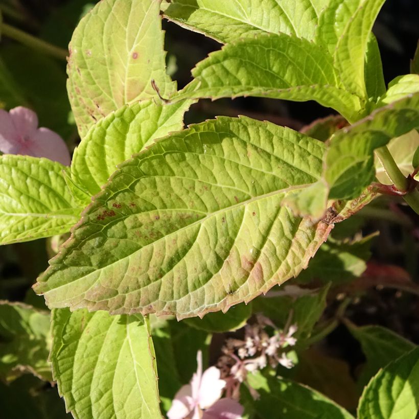 Safiirihortensia Bleuet (Lehvistö)