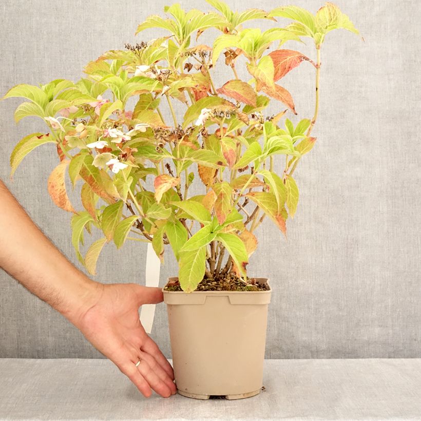 Esimerkki kesällä toimitetusta Safiirihortensia Bleuet 3 litran/4 litran ruukku-taimesta