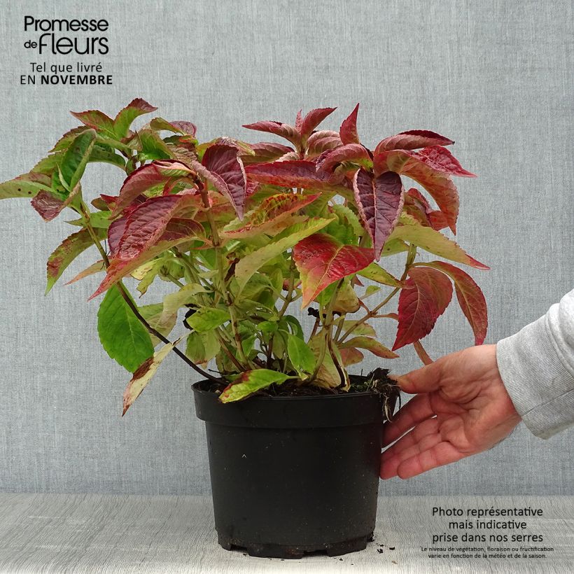 Esimerkki syksyllä toimitetusta Safiirihortensia Blue Bird 3 litran/4 litran ruukku-taimesta