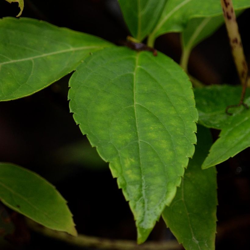 Safiirihortensia Blue Deckle (Lehvistö)