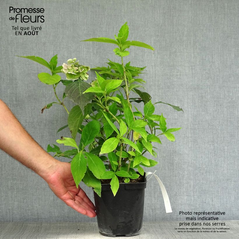Esimerkki kesällä toimitetusta Safiirihortensia Blue Deckle 2 litran/3 litran ruukku-taimesta