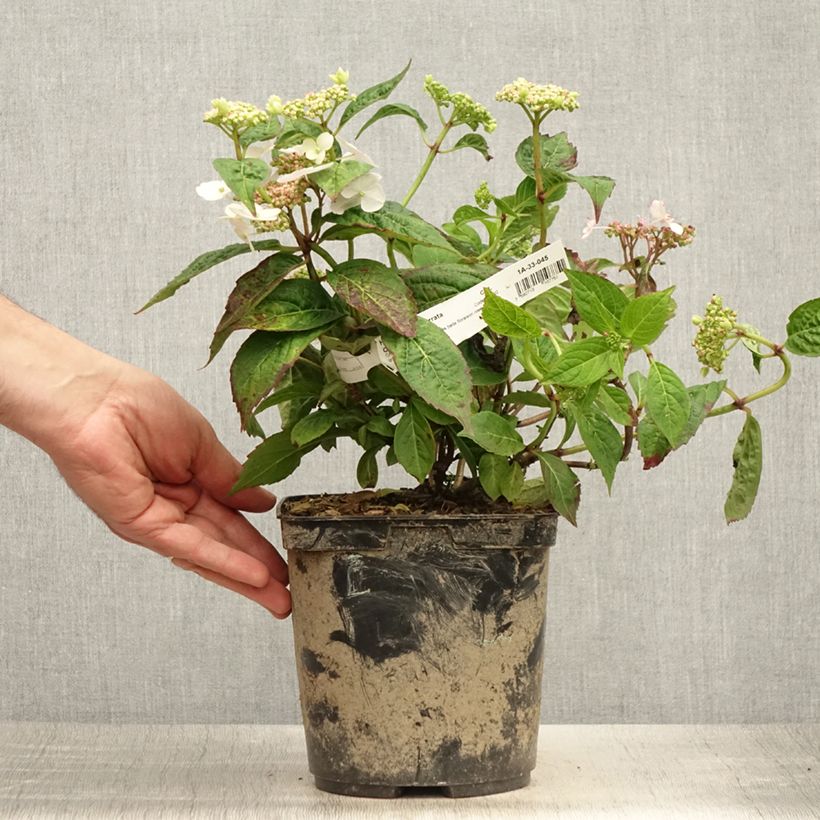 Esimerkki kesällä toimitetusta Safiirihortensia Cap Sizun 2 litran/3 litran ruukku-taimesta