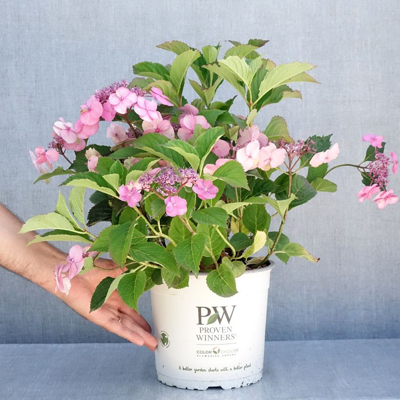 Esimerkki kesällä toimitetusta Safiirihortensia Cotton Candy 4 litran/5 litran ruukku-taimesta