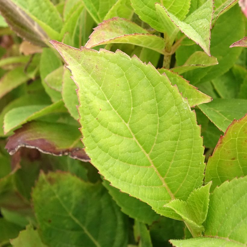 Safiirihortensia Cotton Candy (Lehvistö)
