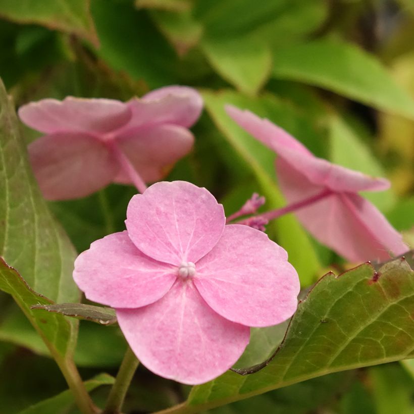 Safiirihortensia Cotton Candy (Kukinta)