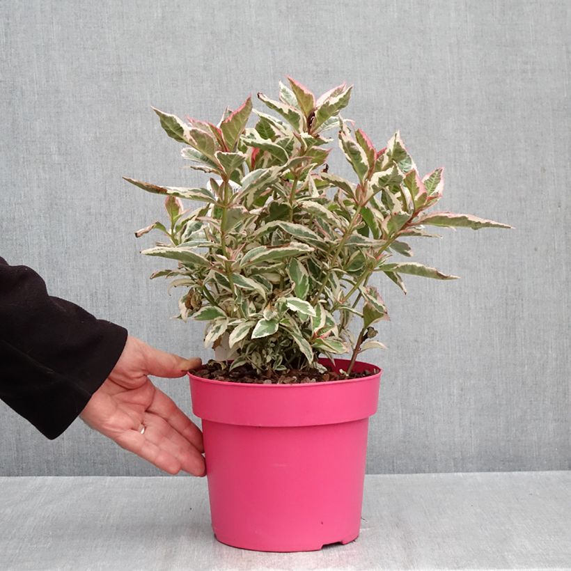 Esimerkki syksyllä toimitetusta Safiirihortensia Euphoria Pink 3 litran/4 litran ruukku-taimesta