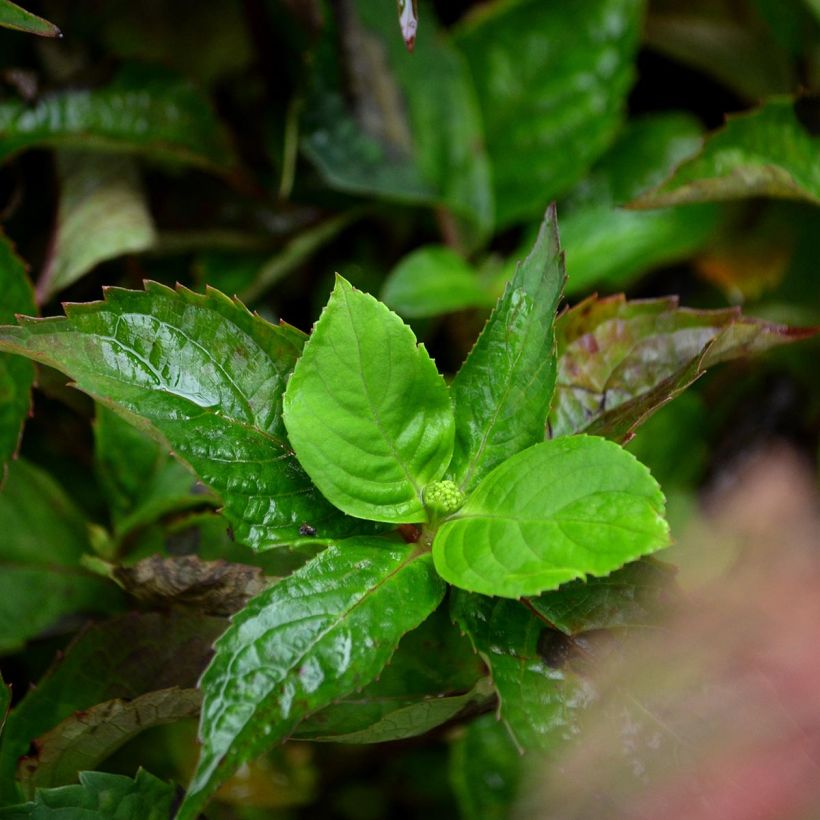 Safiirihortensia Graciosa (Lehvistö)
