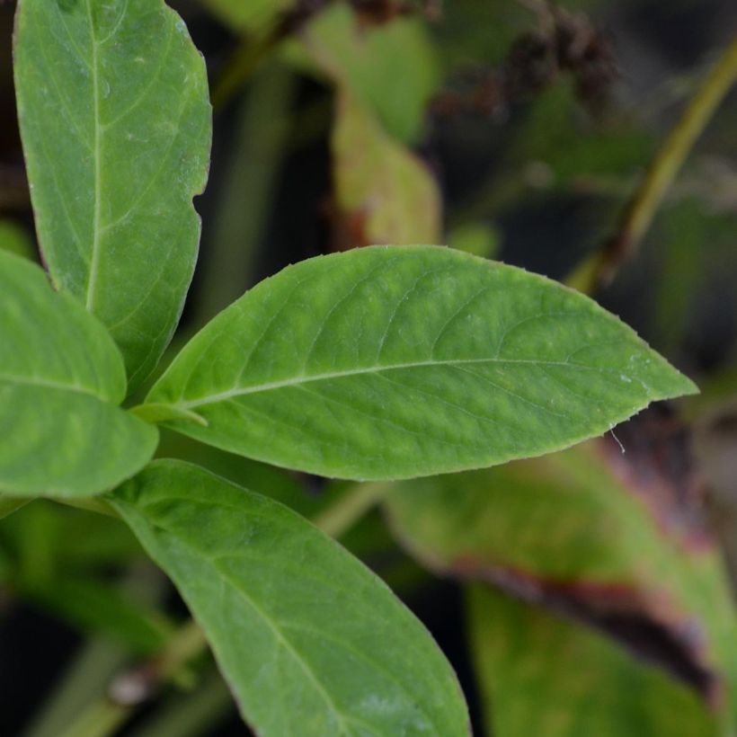 Safiirihortensia Grayswood (Lehvistö)
