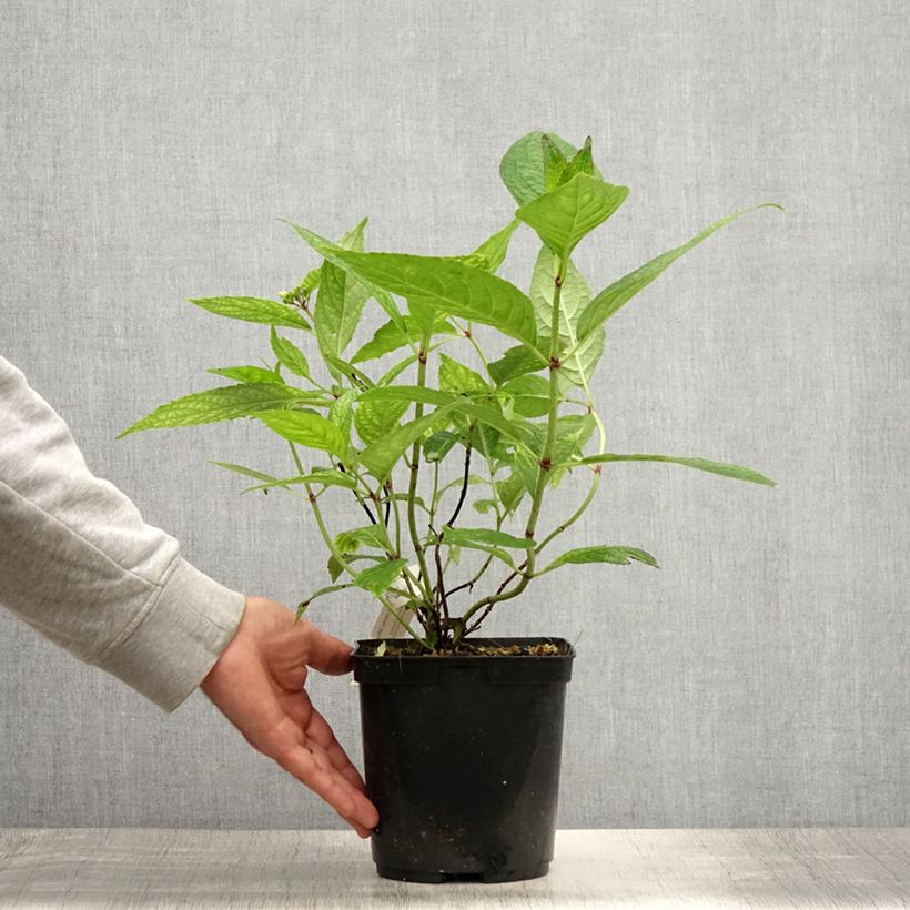 Esimerkki kesällä toimitetusta Safiirihortensia Grayswood 2 litran/3 litran ruukku-taimesta