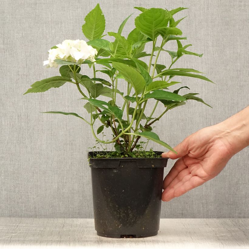 Esimerkki kesällä toimitetusta Safiirihortensia Impératrice Eugénie 2 litran/3 litran ruukku-taimesta