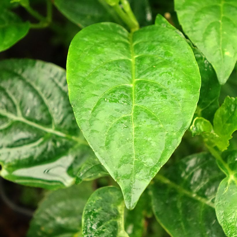 Safiirihortensia Impératrice Eugénie (Lehvistö)