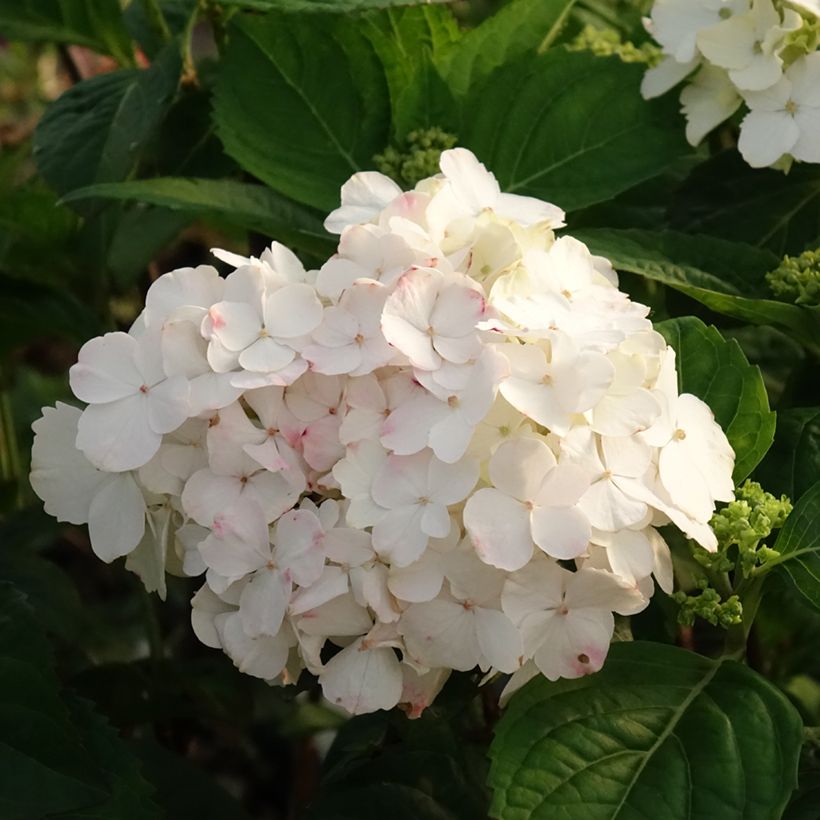 Safiirihortensia Impératrice Eugénie (Kukinta)
