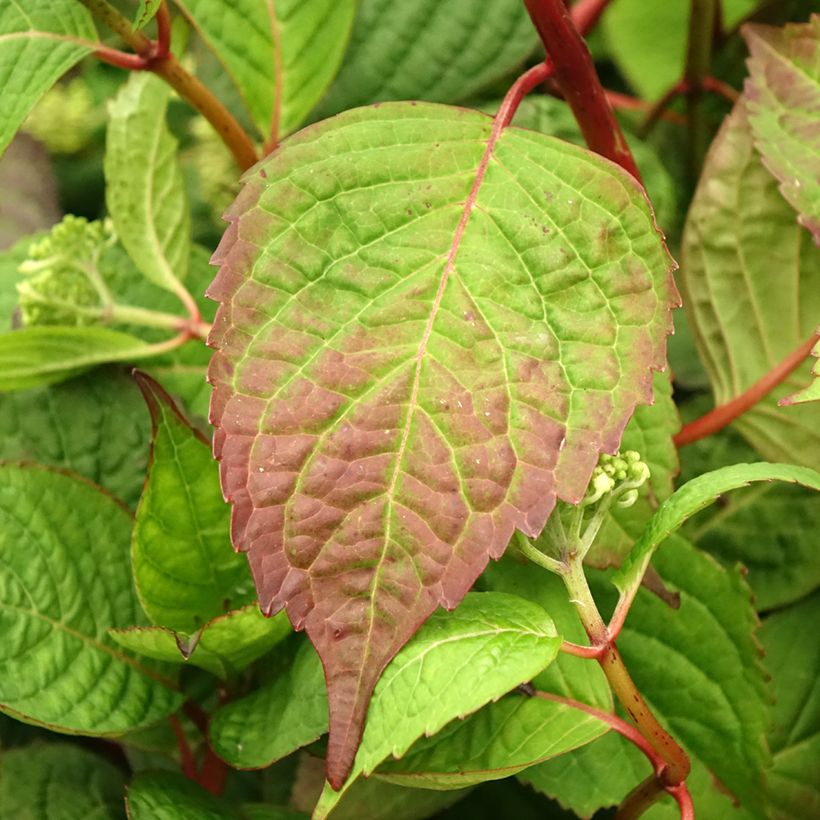 Jalohortensia Klaveren (Lehvistö)