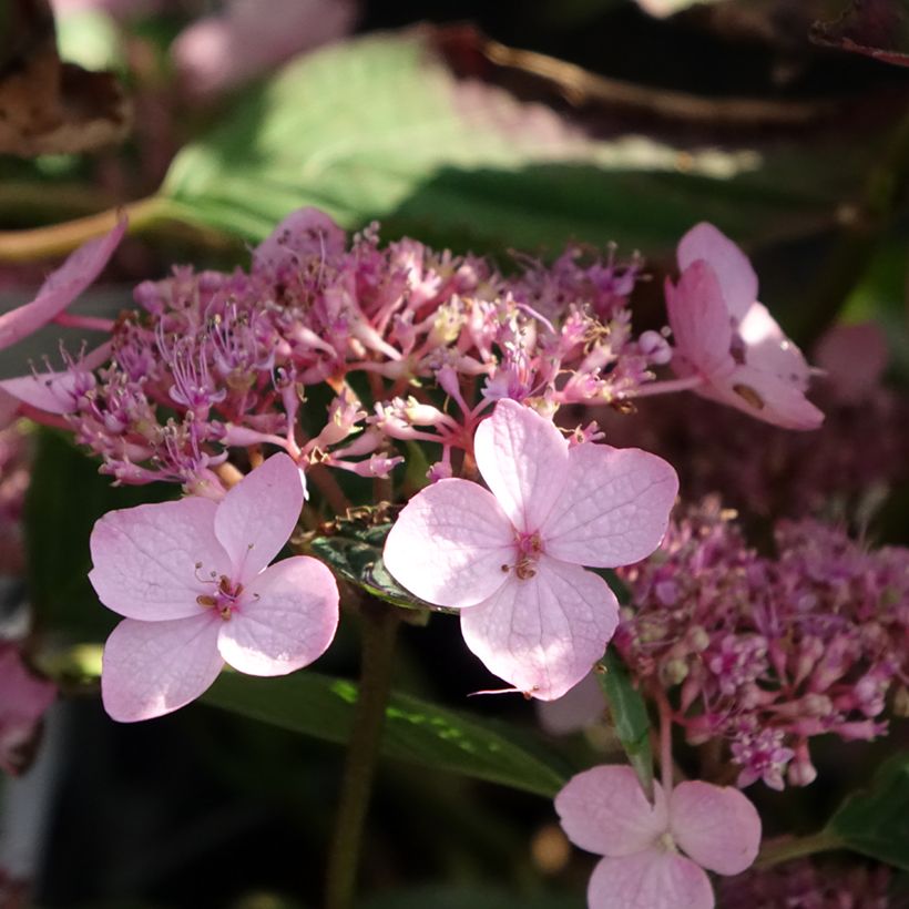 Safiirihortensia Koreana (Kukinta)