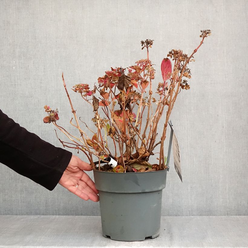 Esimerkki syksyllä toimitetusta Safiirihortensia Koreana 6 litran/7 litran ruukku-taimesta
