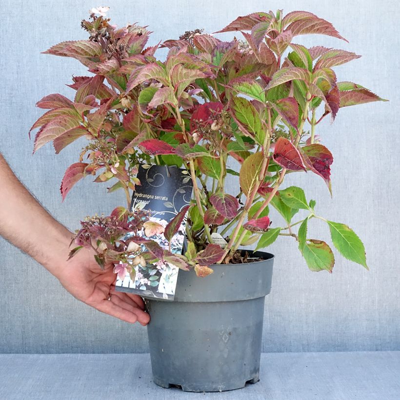 Esimerkki kesällä toimitetusta Safiirihortensia Koreana 6 litran/7 litran ruukku-taimesta