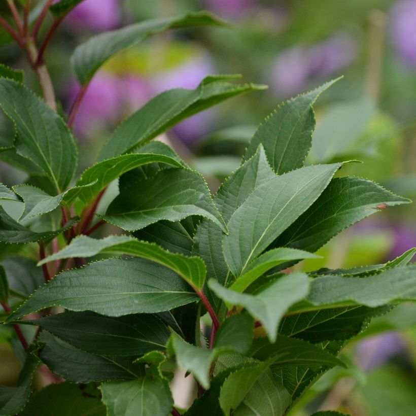 Safiirihortensia Blue Bird (Lehvistö)