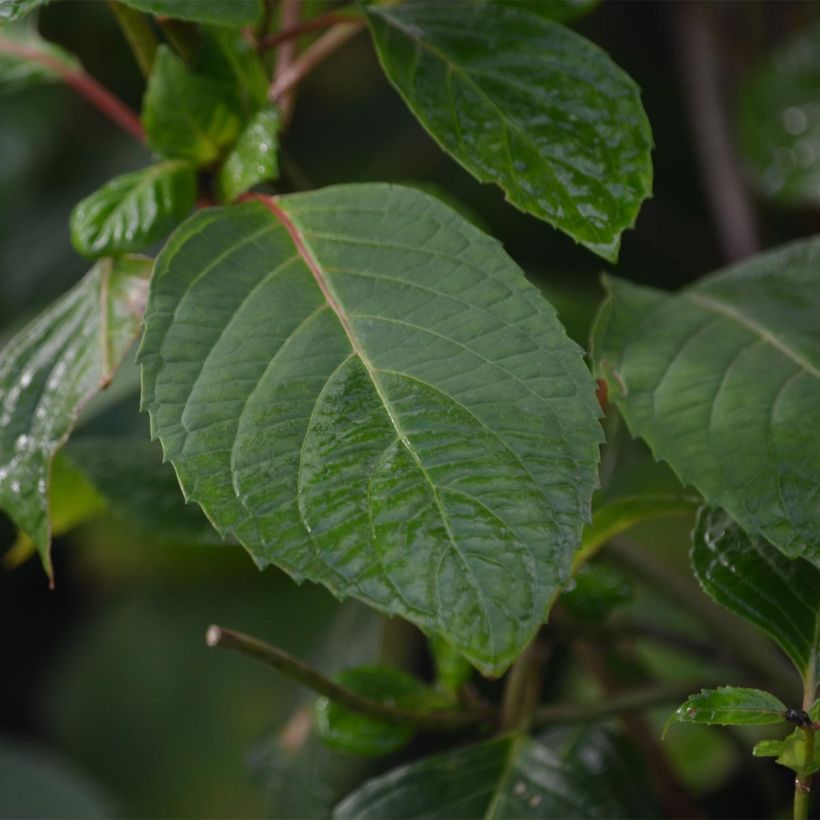 Safiirihortensia Precioza (Lehvistö)