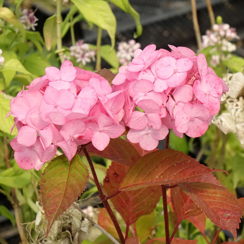 Safiirihortensia Precioza (Kukinta)