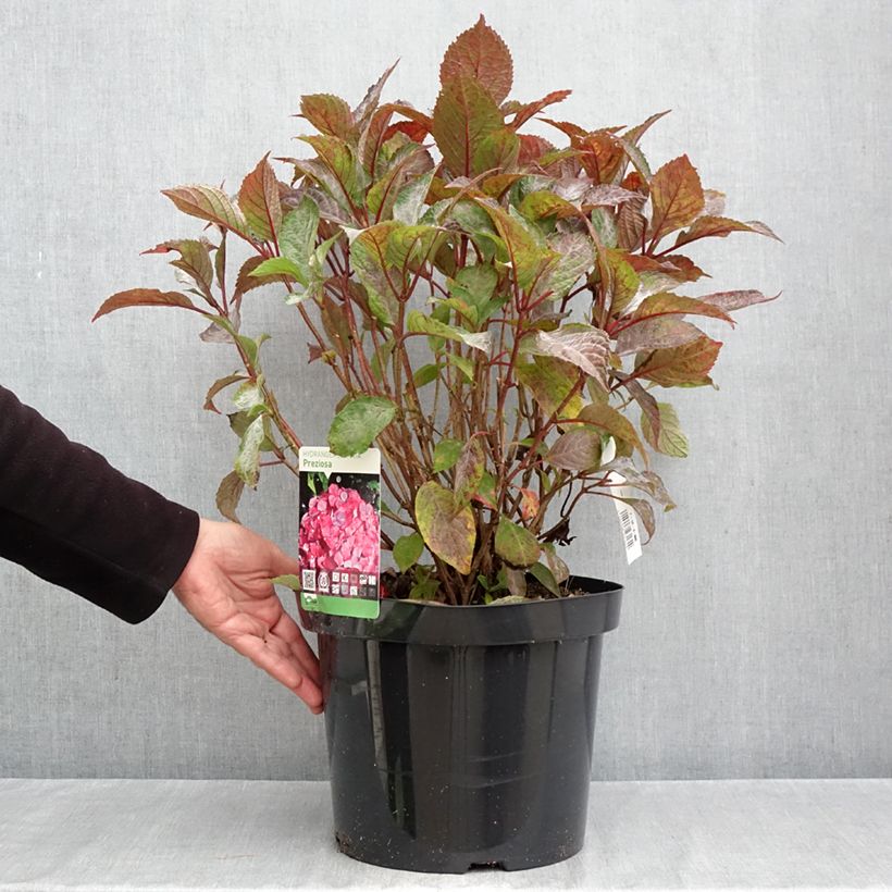 Esimerkki syksyllä toimitetusta Safiirihortensia Precioza 7,5 litran / 10 litran ruukku-taimesta