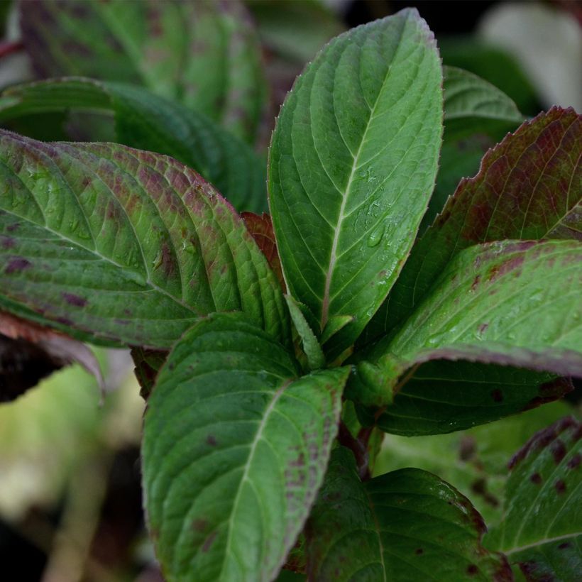 Safiirihortensia Santiago (Lehvistö)