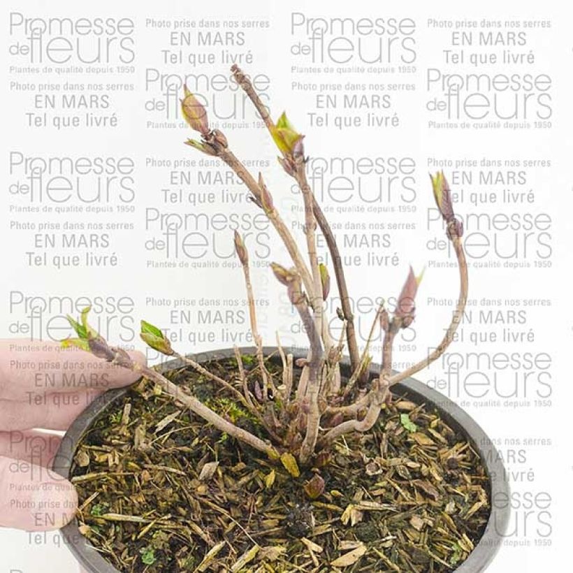 Esimerkki toimitetusta Safiirihortensia Santiago 2 litran/3 litran ruukku-taimesta