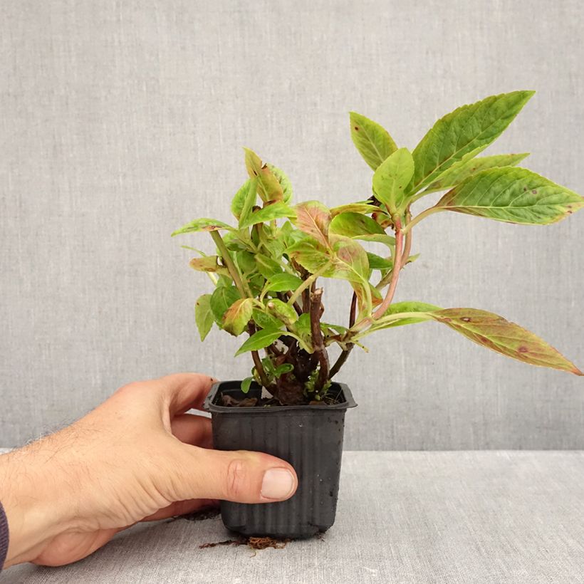 Esimerkki syksyllä toimitetusta Safiirihortensia Summer Glow 8/9 cm taimiruukku-taimesta