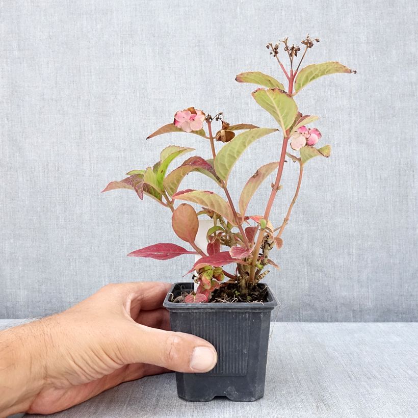 Esimerkki kesällä toimitetusta Safiirihortensia Summer Glow 8/9 cm taimiruukku-taimesta