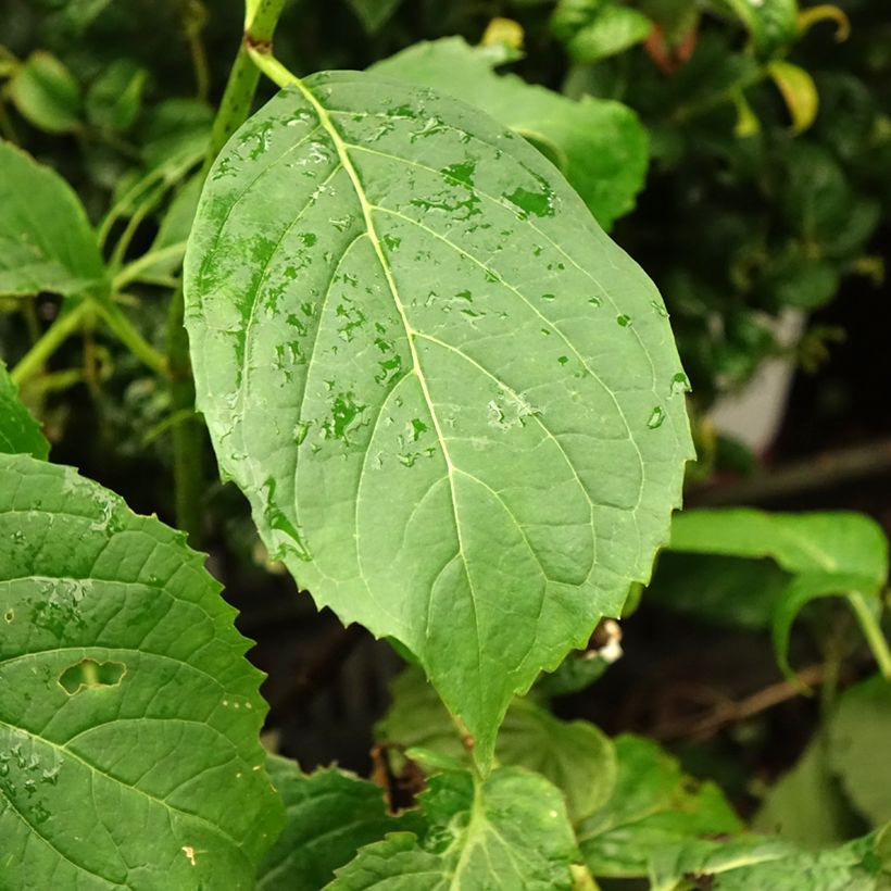 Safiirihortensia Vicomte de Kerlot (Lehvistö)