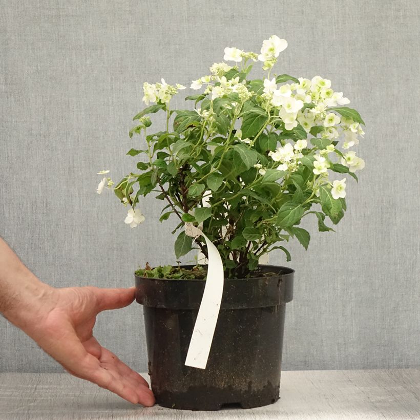 Esimerkki kesällä toimitetusta Safiirihortensia White on White 3 litran/4 litran ruukku-taimesta
