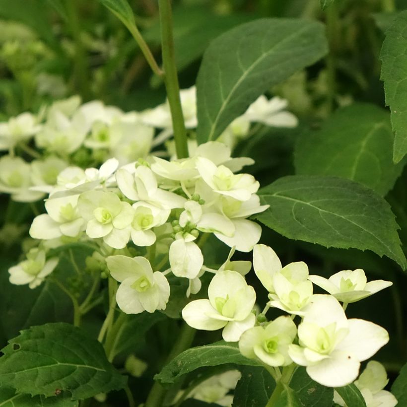Safiirihortensia White on White (Kukinta)