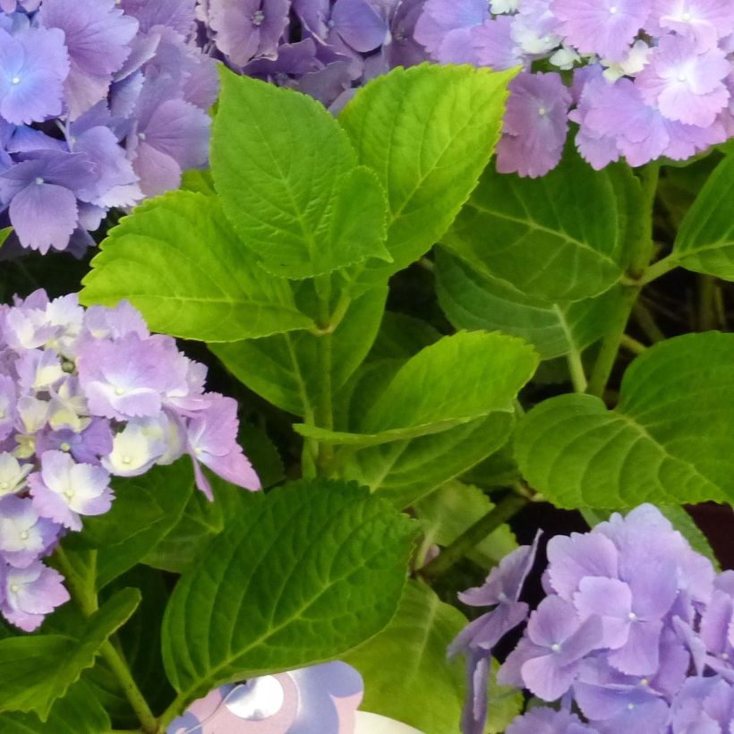 Jalohortensia L.A Dreamin (Lehvistö)