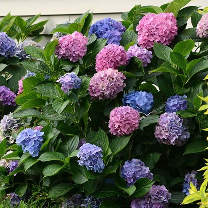 Jalohortensia L.A Dreamin (Kukinta)
