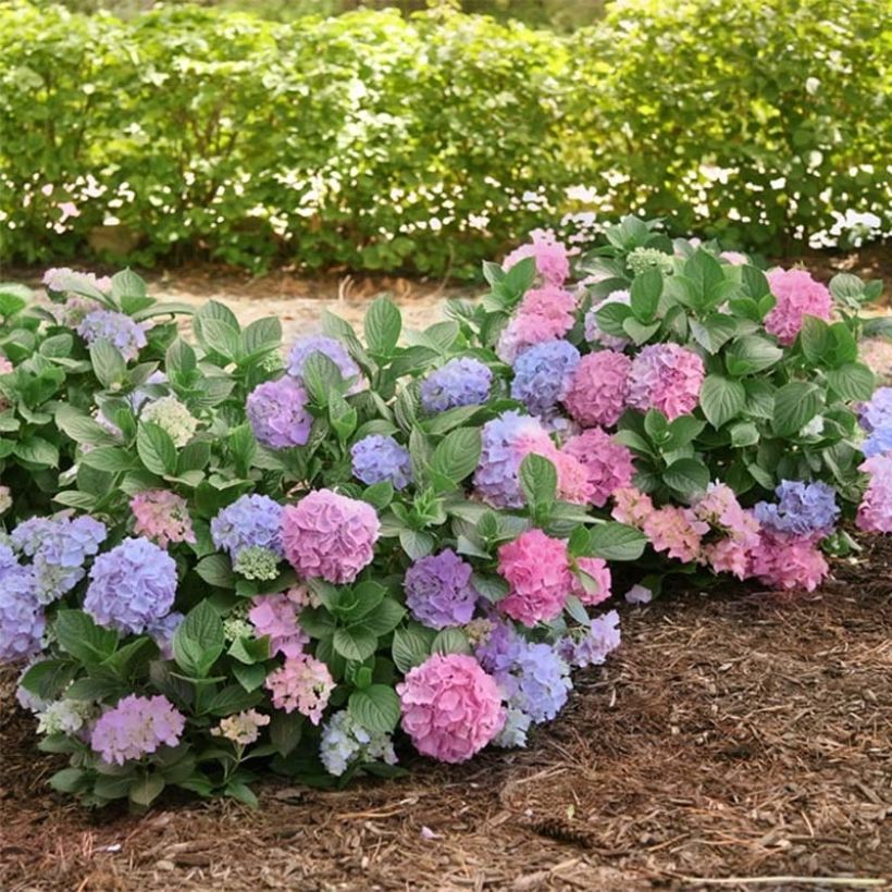Jalohortensia L.A Dreamin (Kasvutapa)
